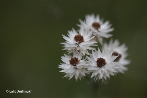 Woolly Pearly Everlasting by Lalit Deshmukh